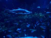 Discover the Diversity of Aquaria KLCC