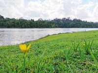 Discover MacRitchie Reservoir: Singapore’s Secret Nature Gem