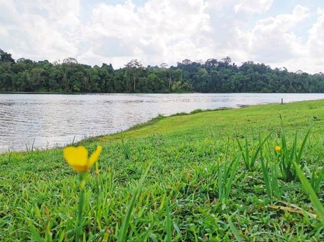 Discover MacRitchie Reservoir: Singapore’s Secret Nature Gem