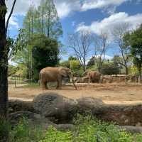 和歌山城公園動物園：親近自然的樂趣🦁🏰🌳