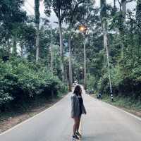 • ถนนต้นยาง • ประตูสู่เชียงดาว 🌳🍃