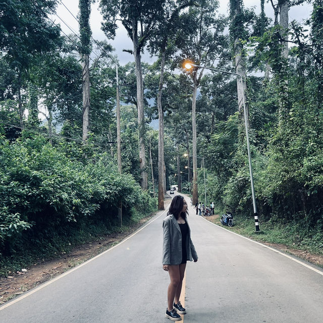 • ถนนต้นยาง • ประตูสู่เชียงดาว 🌳🍃