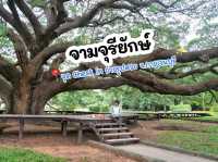 ต้นจามจุรียักษ์ จ.กาญจนบุรี