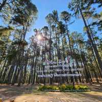 สถานีวนวัฒนวิจัยบ่อแก้ว เชียงใหม่ 🌲🌲