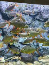 เที่ยวสุพรรณ บึงฉวาก aquarium 🐟