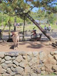 【神の使いがたくさん🦌奈良公園🌲】