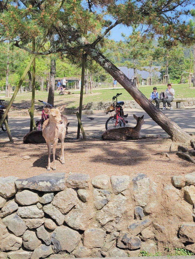 【神の使いがたくさん🦌奈良公園🌲】