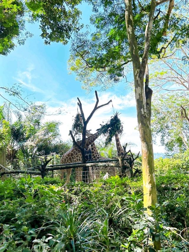 Get Close to Animals at Singapore Zoo