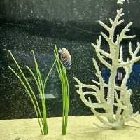 A Fascinating Experience at Underworld Langkawi Aquarium