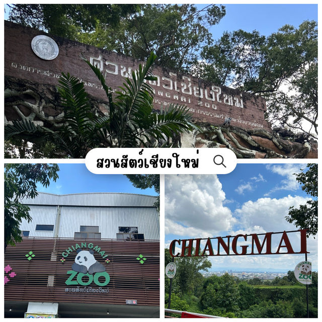 ✨ พาทัวร์สวนสัตว์เชียงใหม่ ⛰️🐨🦒🐘🐢🦋