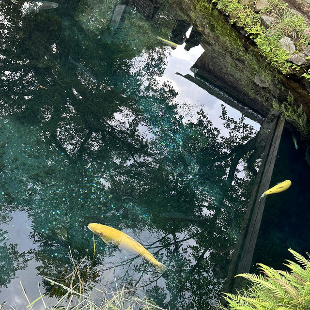 東京郊區自然美景：忍野八海