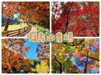 福壽山農場-台中絕美欣賞紅葉景點