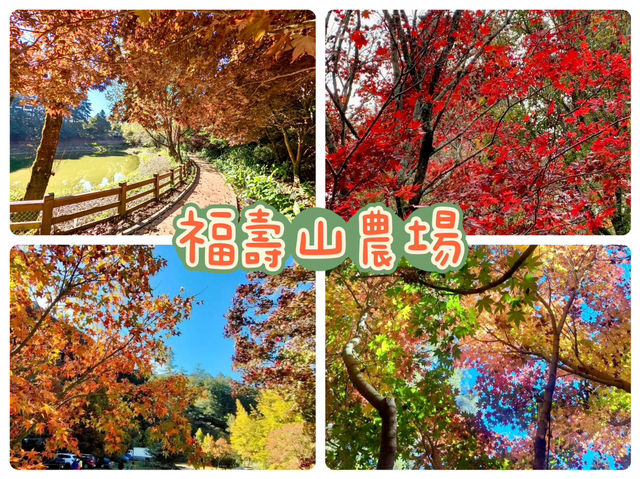 福壽山農場-台中絕美欣賞紅葉景點