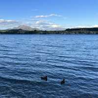 New Zealand most famous Tree: that Wanaka Tree