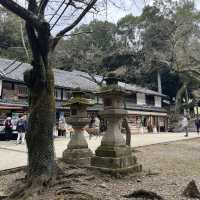 Meet the Nara Deers that bows and greets: Konnichiwa! 