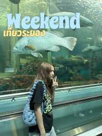 จุดถ่ายรูปสุดฮิตที่ Rayong Aquarium 🦈