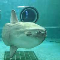【千葉】シャチショーが見れる水族館