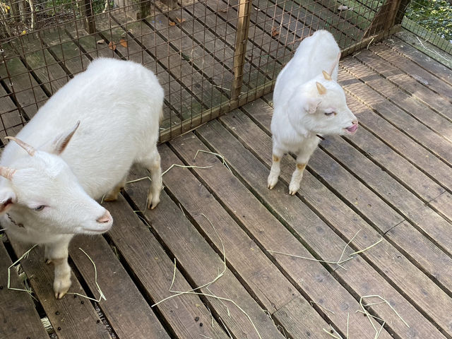 宮城蔵王キツネ村でたくさんのキツネと触れ合ってきた！