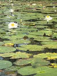 偽出國秒飛峇里島！屏東里港「水明漾活蝦景觀餐廳」絕美蓮花池與發呆亭帶你享受南洋氛圍