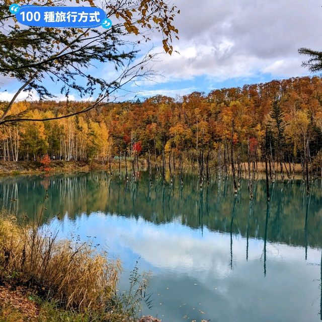 美瑛白金青池，秋天金黃碧青的蕭瑟之景