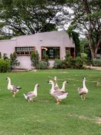 JUDY'S HOME คาเฟ่เมืองลำพูนกับน้องห่านสุดน่ารัก