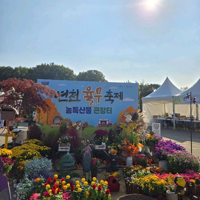 가을에 꼭 가봤으면 하는 꽃천지 , 연천 국화 축제 🌺