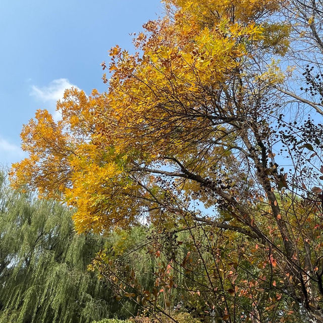 秋天的大明湖