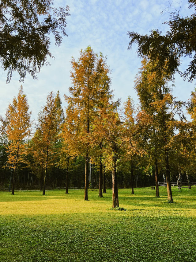 가을무드 제대로 즐기는 담양 당일치기 여행코스 🍂