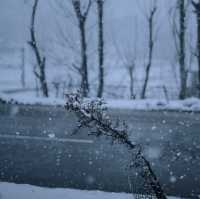 Winter in Jammu and Kashmir: A Snowy Stroll