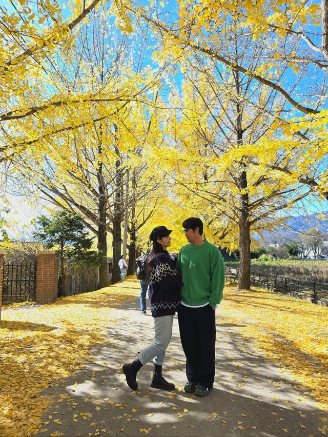 노랑 은행나무 감성 가득한 거창 의동마을💛