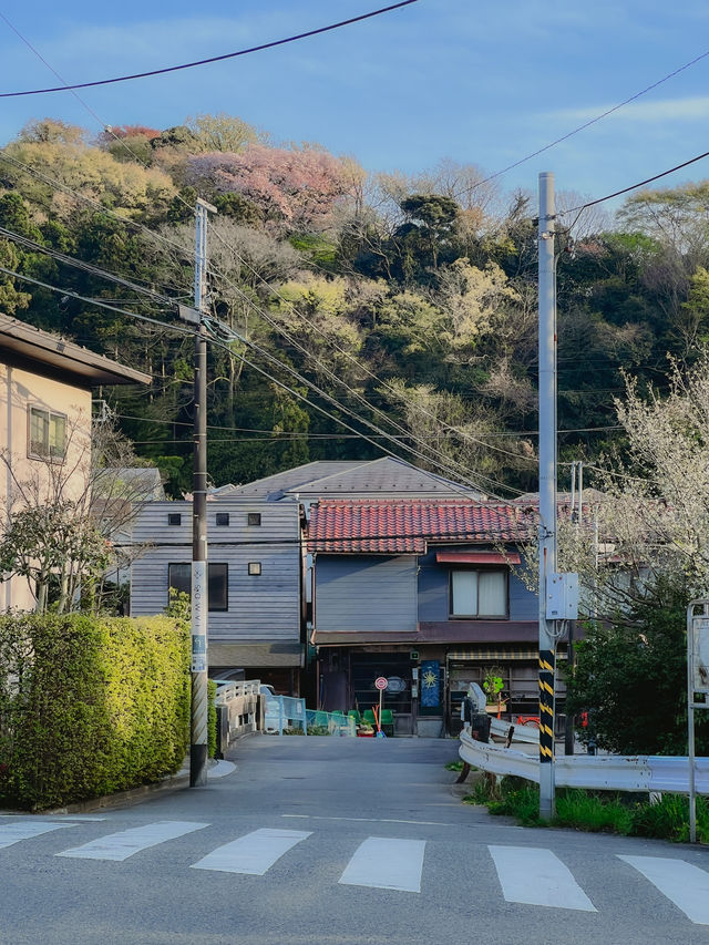 일본 가마쿠라🇯🇵 산책하기 좋은 가마쿠라🩵