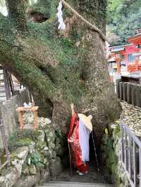 【和歌山】熊野古道で非日常体験をしよう👘