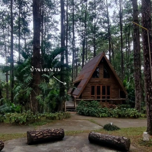 🌲ป่าสนดอยบ่อหลวง ที่พักกลางป่าสน🌲🦉