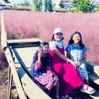 Pink Paradise: Pyeongtaek’s Autumn Gem