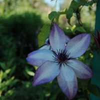 ～英彥山花園～鳥語花香花園～