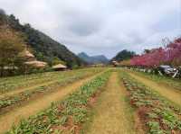 ธรรมชาติงดงาม ในหุบเขาสลับซับซ้อน บนยอดดอยอ่างขาง