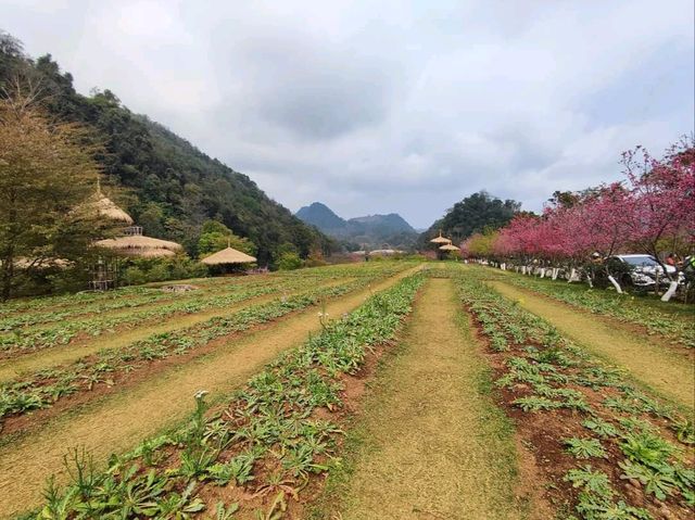 ธรรมชาติงดงาม ในหุบเขาสลับซับซ้อน บนยอดดอยอ่างขาง