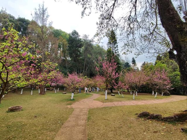 ธรรมชาติงดงาม ในหุบเขาสลับซับซ้อน บนยอดดอยอ่างขาง