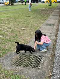 หมู่บ้านแมวที่ไต้หวัน Houtong Cat Village