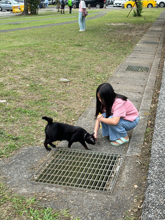 หมู่บ้านแมวที่ไต้หวัน Houtong Cat Village