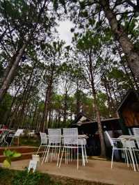 🏕️ วิลล่าป่าสน เขาค้อ