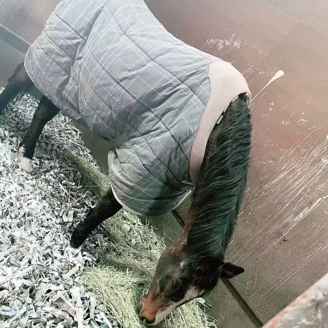 【苫小牧】ノーザンホースパーク