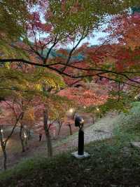 【山口観光】今が見頃の東行庵の紅葉🍁