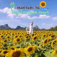 ต้อนรับฤดูหนาวด้วยทุ่งทานตะวัน ณ เขาจีนแล ลพบุรี