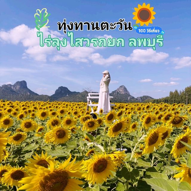 ต้อนรับฤดูหนาวด้วยทุ่งทานตะวัน ณ เขาจีนแล ลพบุรี