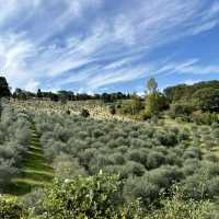 【兵庫・淡路島】最高オリーブオイルと淡路島の美しい自然「Olive GLAMP淡路島Virgin Valley」