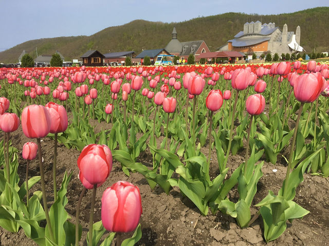 สวยสุดใจ!! ทุ่งดอกทิวลิป ในฮอกไกโด