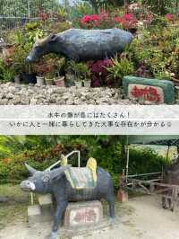 【由布島】西表島から水牛車に乗って行く！コンパクトな島を散策しよう