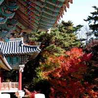 韓國大邱_Bulguksa 불국사 佛國寺_韓國國寶502號