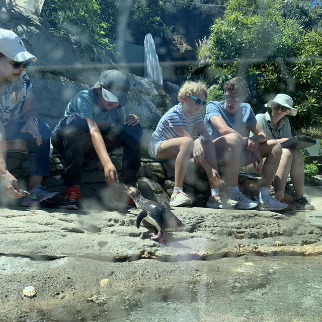 First time seeing Koala at Taronga zoo in Sydney 